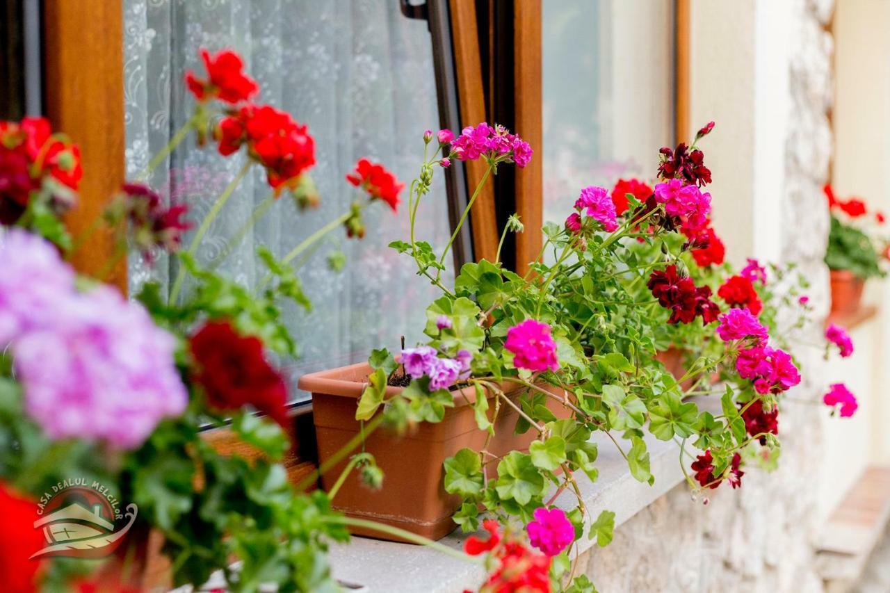 Casa Dealul Melcilor Ξενοδοχείο Μπρασόβ Εξωτερικό φωτογραφία